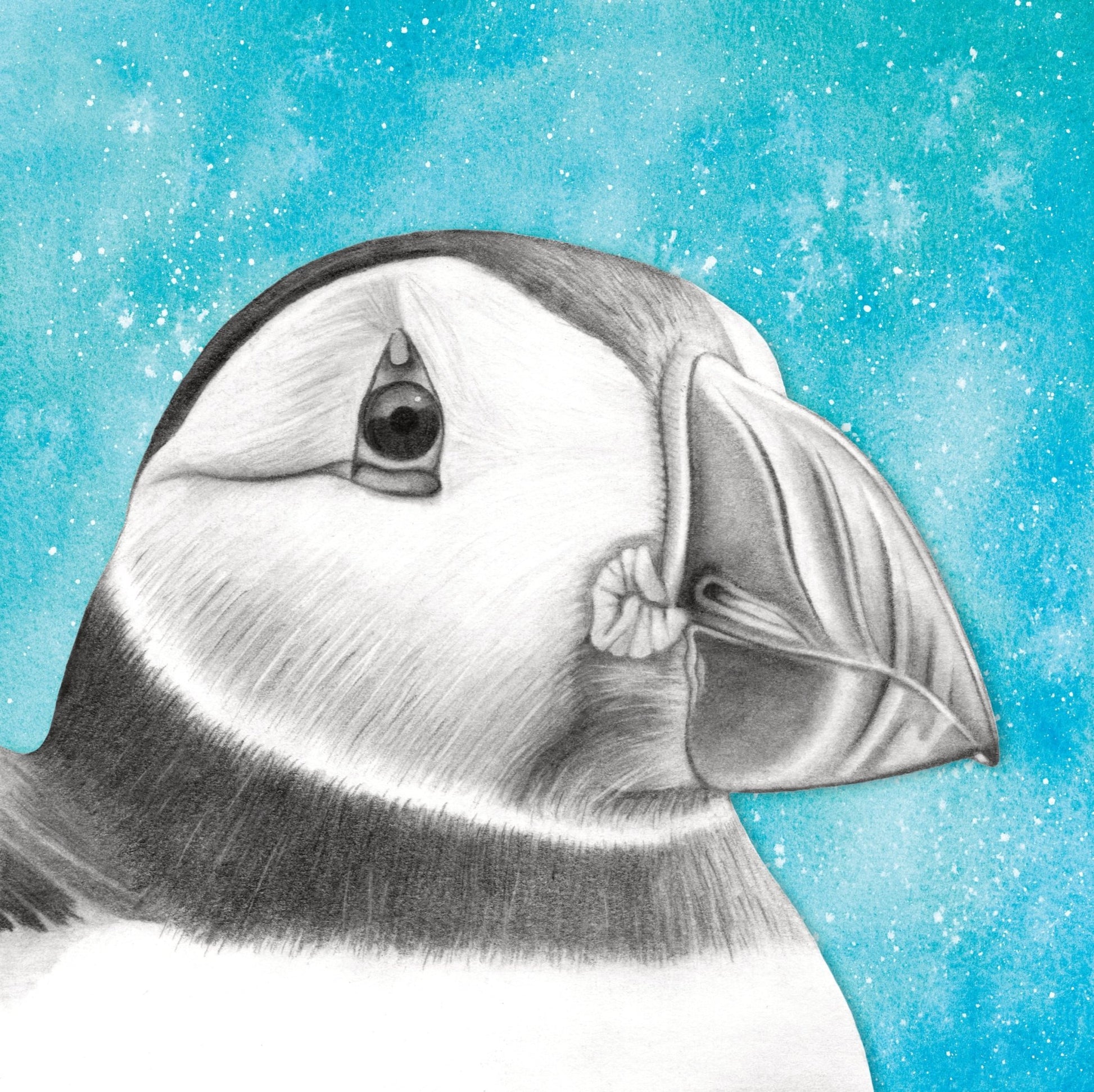 Greetings Card - Puffin Wildlife Portrait - Pencil Drawing - Seaside Art - East Neuk Beach Crafts